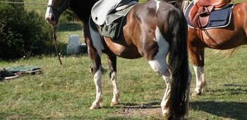 Équitation, Poney Club