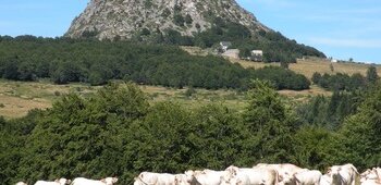 Le Mont Gerbier et la source de la Loire