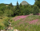 Le Mont Gerbier des Joncs